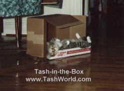 Tash in the Box